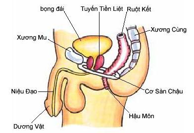 Bài tập Kegel cải thiện chứng xuất tinh sớm cực hiệu quả, nam giới cần biết - Ảnh 1.