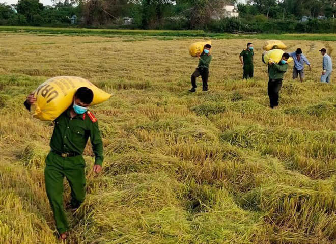 Công an Đà Nẵng giúp nông dân thu hoạch lúa chín trong ngày giãn cách - Ảnh 2.