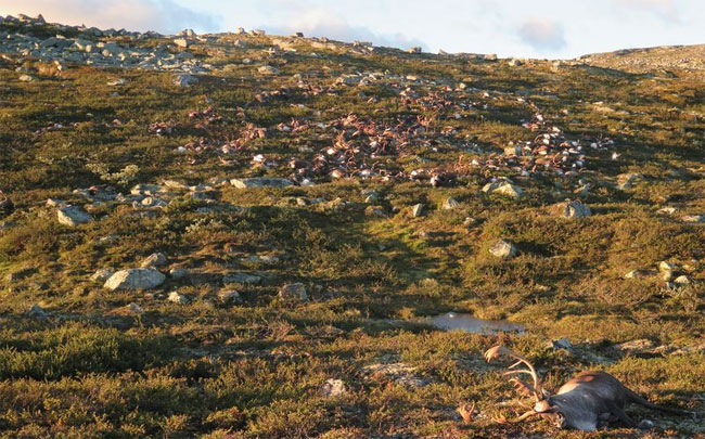 Hơn 300 con tuần lộc chết bí ẩn nằm la liệt khắp ngọn núi, 2 năm sau các nhà khoa học tròn mắt chứng kiến hiệu ứng khó tin - Ảnh 2.