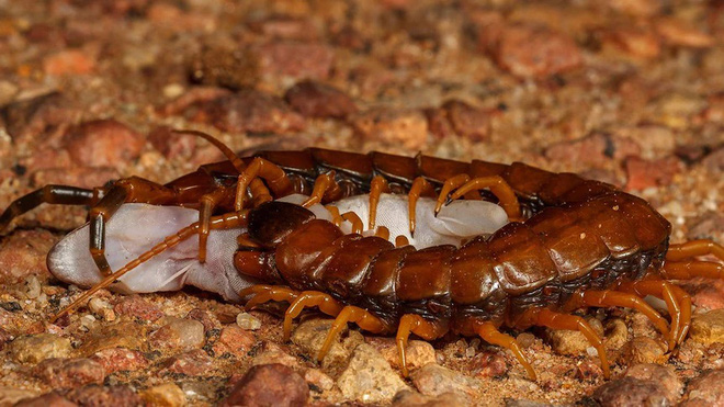 Australia: Rết khổng lồ trên đảo ăn thịt hàng nghìn con chim biển mỗi năm nhưng đó lại là điều tốt - Ảnh 5.