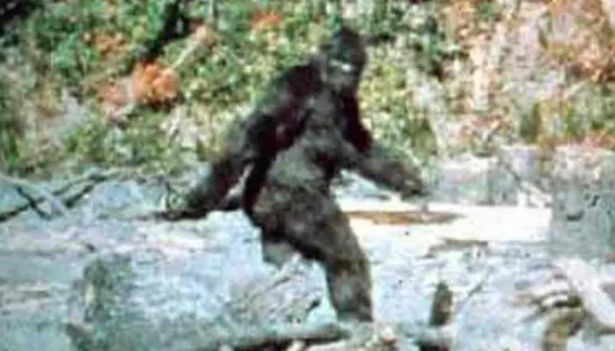 Người đàn ông hãi hùng nhớ lại cuộc săn đuổi với quái vật Bigfoot cao gần 2m5 - Ảnh 1.