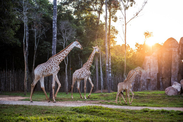 Khám phá cuộc sống hoang dã “thời giãn cách” bên trong công viên bảo tồn lớn bậc nhất châu Á  - Ảnh 10.