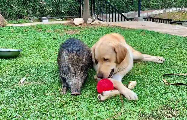 Ra khỏi nhà vấp phải chú lợn rừng tí hon, gái xinh mang về chăm thế là có ngay con pet nghịch như quỷ sứ - Ảnh 8.