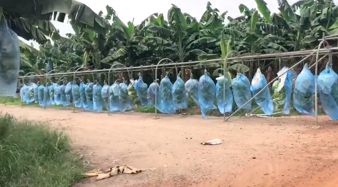 Một địa phương ở Việt Nam có cách thu hoạch chuối đẳng cấp khỏi bàn, đi đêm mà thấy cảnh này chắc… té xỉu! - Ảnh 4.