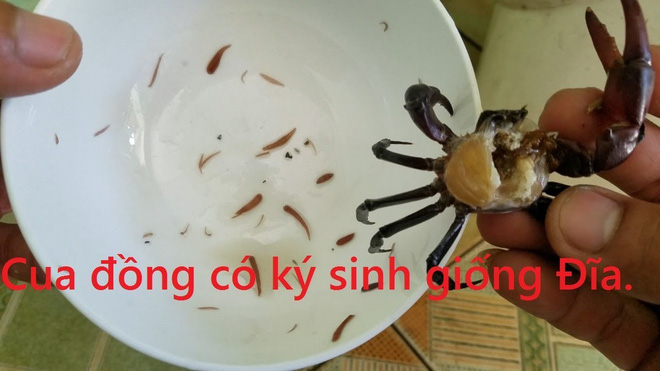 Mua cua đồng về nấu canh, cô gái chết điếng khi phát hiện có sinh vật lạ bò lúc nhúc nhưng nhìn mãi chẳng biết là gì? - Ảnh 3.