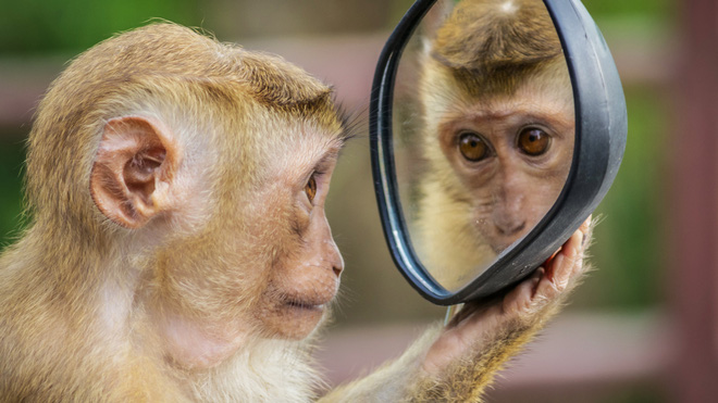 Tại sao con người có thể nhận ra bản thân mình trong gương, còn hầu hết các loài động vật trên hành tinh của chúng ta lại không? - Ảnh 1.