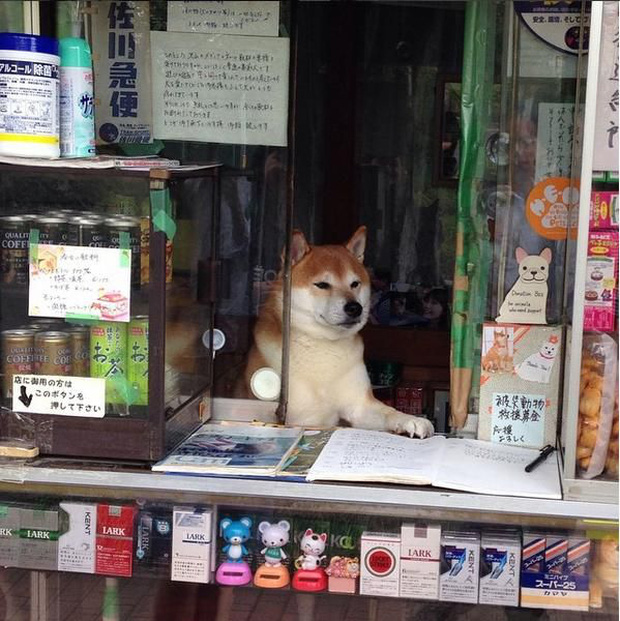 Chú chó bán tạp hóa nổi tiếng khắp Châu Á vì quá là chiều khách, chỉ tiếc mới kinh doanh được 2 năm thì... sập tiệm - Ảnh 1.