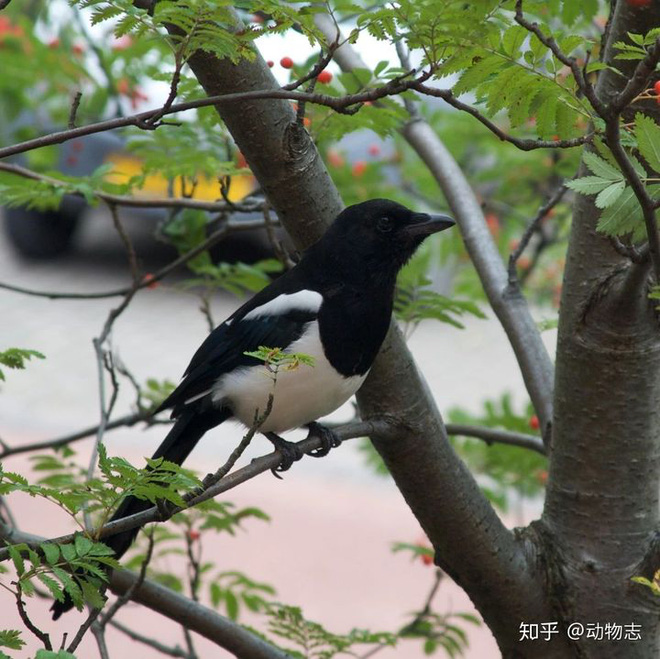 Tại sao con người có thể nhận ra bản thân mình trong gương, còn hầu hết các loài động vật trên hành tinh của chúng ta lại không? - Ảnh 4.