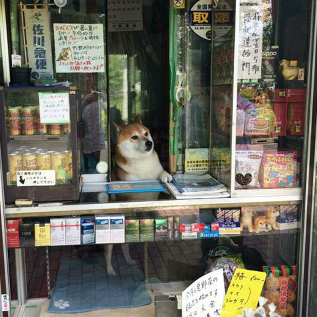 Chú chó bán tạp hóa nổi tiếng khắp Châu Á vì quá là chiều khách, chỉ tiếc mới kinh doanh được 2 năm thì... sập tiệm - Ảnh 5.