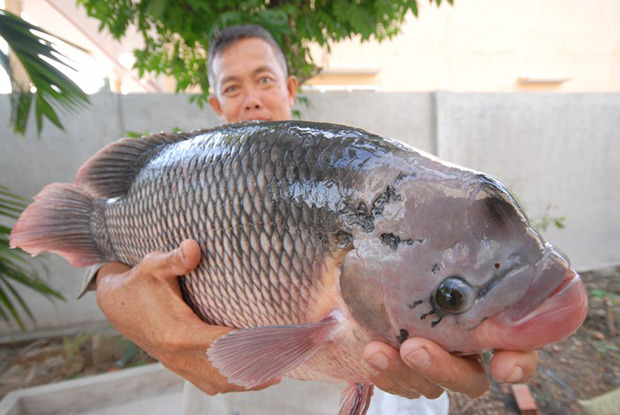 Dân mạng thi nhau tranh cãi về cân nặng của con cá siêu to khổng lồ: Nhìn thế này nhưng được bao nhiêu kg? - Ảnh 3.