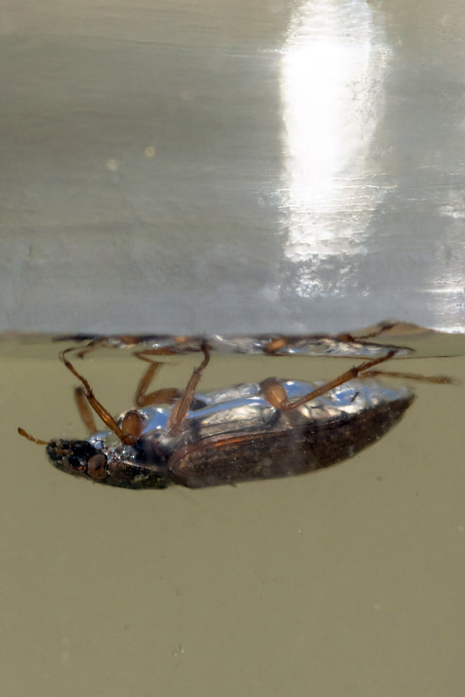 Các nhà khoa học đã quan sát được một con bọ cánh cứng đi trên mặt nước, nhưng theo chiều ngược lại - Ảnh 2.