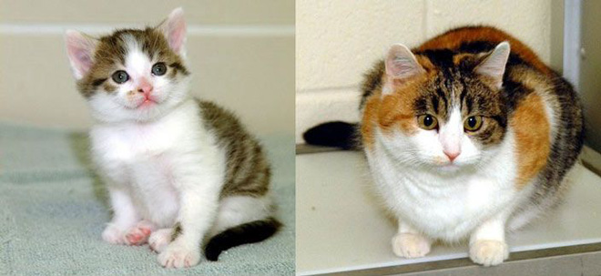 Thêm một điểm tương tự đáng kinh ngạc nữa giữa con người và mèo: Bộ gen - Ảnh 2.