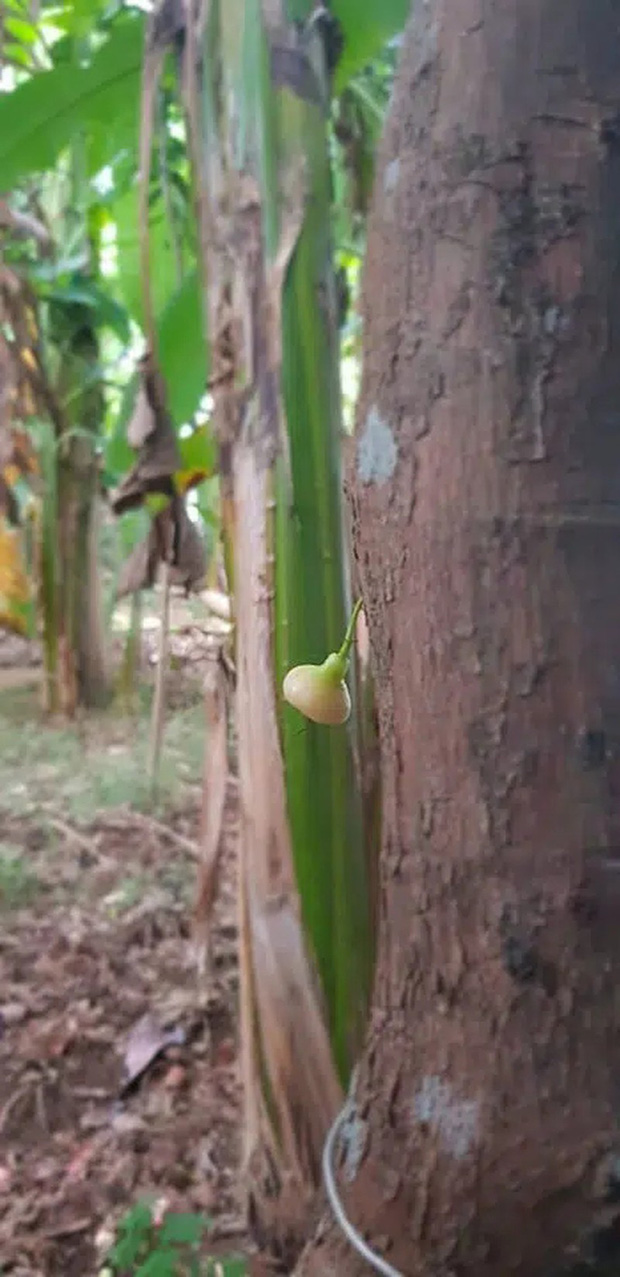 Chả biết trùng hợp hay “mách” nhau kiểu gì mà những quả roi này đều mọc ở vị trí rất ngộ, gia chủ lo lắng chẳng dám ăn - Ảnh 3.