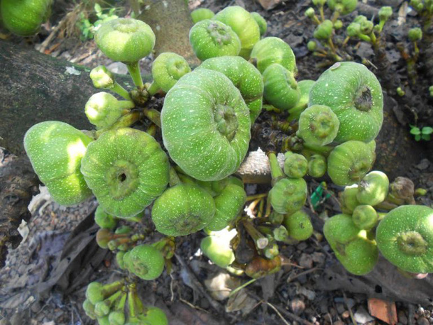 Nghệ sĩ Hoài Linh khoe vườn nhà mình có 1 loại cây quý mọc trái đột biến, dân mạng khẳng định: Cây này tiền tỷ cũng không bán! - Ảnh 3.