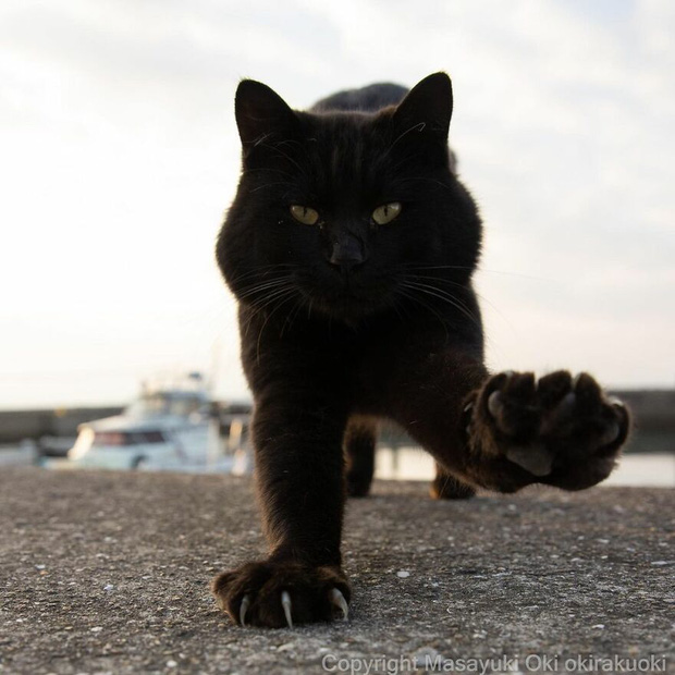 Bộ ảnh cuộc sống thường ngày của 500 anh em mèo hoang cute nhưng không kém phần lôm côm ở Nhật Bản - Ảnh 1.