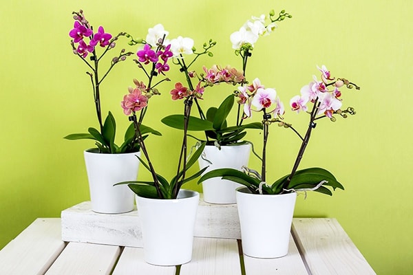 Vị trí trồng cây phong thủy mang lại tài lộc, may mắn cho gia chủ - Ảnh 3. Vị trí trồng cây phong thủy mang lại tài lộc, may mắn cho gia chủ - Ảnh 3.