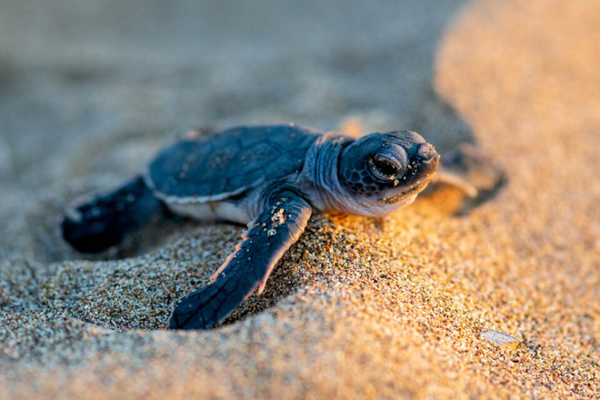 Báo động tình trạng rùa biển con đang nuốt phải rác thải nhựa ngày càng nhiều - Ảnh 3.