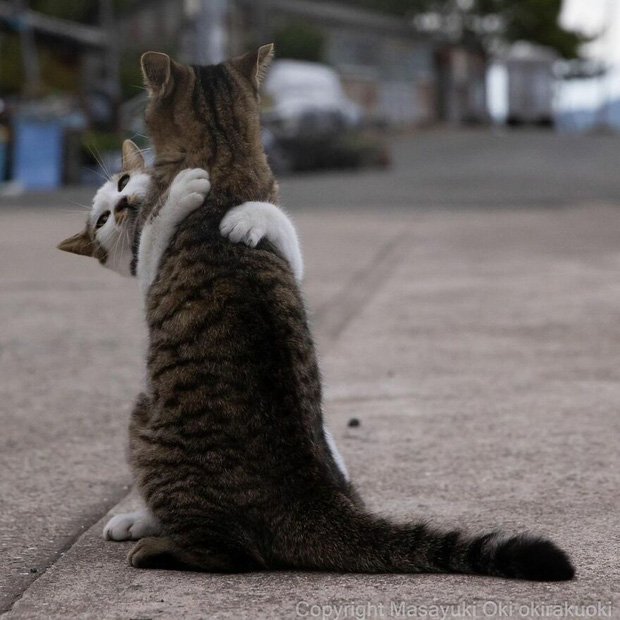 Bộ ảnh cuộc sống thường ngày của 500 anh em mèo hoang cute nhưng không kém phần lôm côm ở Nhật Bản - Ảnh 15.