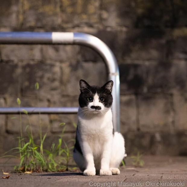Bộ ảnh cuộc sống thường ngày của 500 anh em mèo hoang cute nhưng không kém phần lôm côm ở Nhật Bản - Ảnh 6.