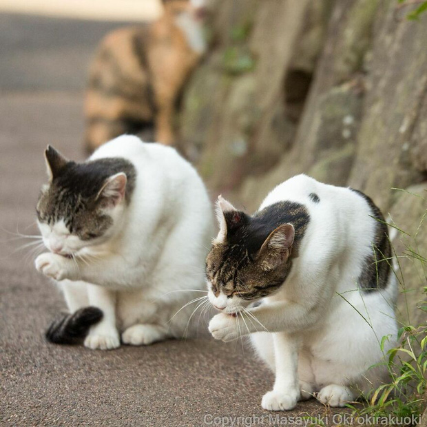 Bộ ảnh cuộc sống thường ngày của 500 anh em mèo hoang cute nhưng không kém phần lôm côm ở Nhật Bản - Ảnh 7.