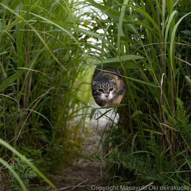 Bộ ảnh cuộc sống thường ngày của 500 anh em mèo hoang cute nhưng không kém phần lôm côm ở Nhật Bản - Ảnh 9.