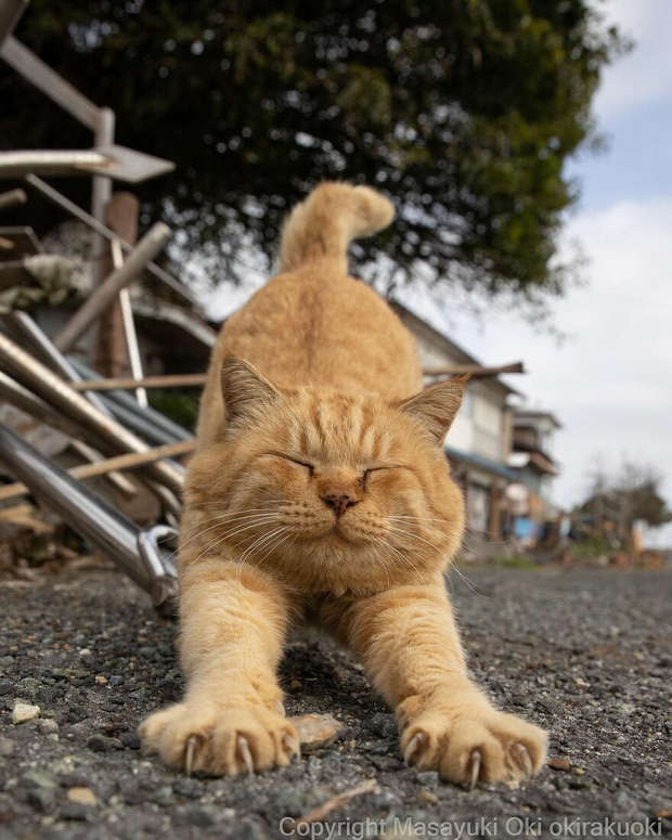 Bộ ảnh cuộc sống thường ngày của 500 anh em mèo hoang cute nhưng không kém phần lôm côm ở Nhật Bản - Ảnh 10.