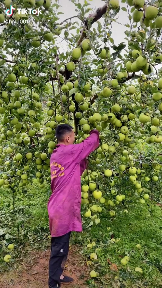 Cây táo đẻ nhiều nhất thế giới, dân mạng kêu vỡ kế hoạch rồi nhưng ai cũng ước nhà mình có 1 cây - Ảnh 2.