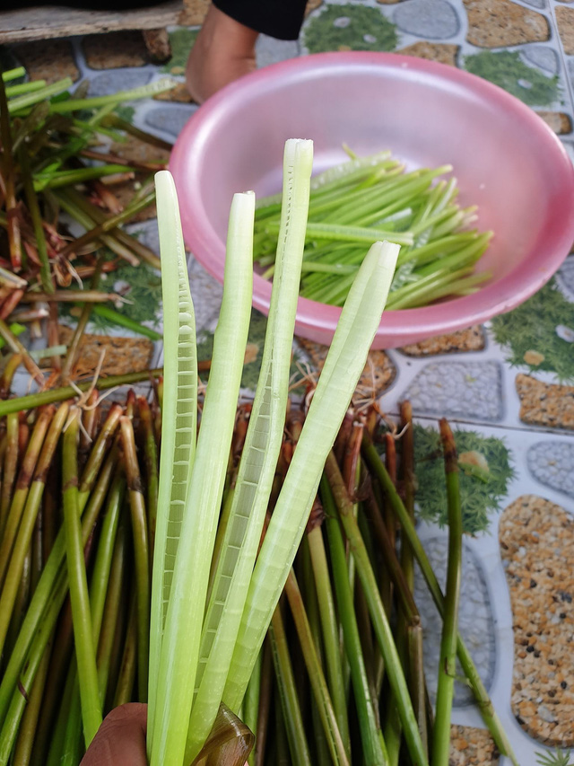 Loại rau miền Tây xưa mọc không ai hái, giờ thành đặc sản nổi tiếng bán trên chợ mạng giá 120.000 đồng/kg - Ảnh 4.