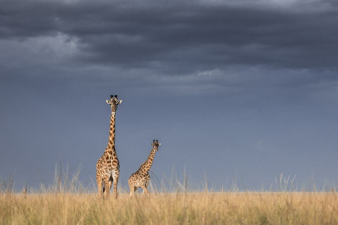Tận dụng thời gian mắc kẹt ở Kenya do đại dịch, nhiếp ảnh gia tạo ra album ảnh động vật hoang dã ấn tượng - Ảnh 6.