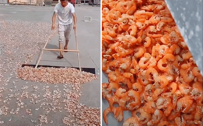 Cảnh phơi tôm trên nền đất mất vệ sinh khiến nhiều người bức xúc, một số dân mạng lại chỉ ra lý do hết sức hợp lý