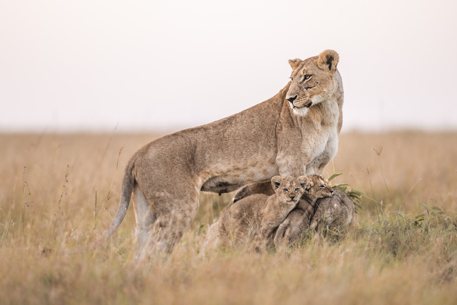 Tận dụng thời gian mắc kẹt ở Kenya do đại dịch, nhiếp ảnh gia tạo ra album ảnh động vật hoang dã ấn tượng - Ảnh 12.