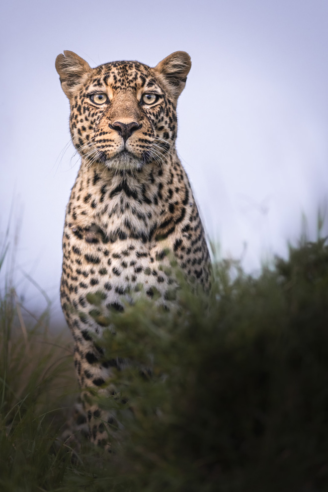 Tận dụng thời gian mắc kẹt ở Kenya do đại dịch, nhiếp ảnh gia tạo ra album ảnh động vật hoang dã ấn tượng - Ảnh 4.