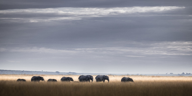 Tận dụng thời gian mắc kẹt ở Kenya do đại dịch, nhiếp ảnh gia tạo ra album ảnh động vật hoang dã ấn tượng - Ảnh 5.