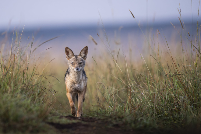 Tận dụng thời gian mắc kẹt ở Kenya do đại dịch, nhiếp ảnh gia tạo ra album ảnh động vật hoang dã ấn tượng - Ảnh 8.