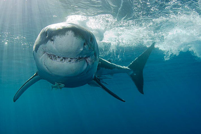 Loài vật khiến cá mập trắng khiếp sợ, hễ nhìn thấy là chúng trốn ngay sang vùng biển khác - Ảnh 9.
