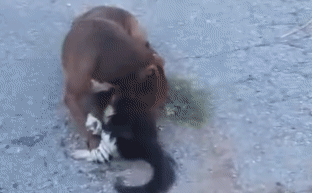Mèo bị chó Pitbull hung dữ tấn công điên cuồng, kết cục sẽ ra sao?