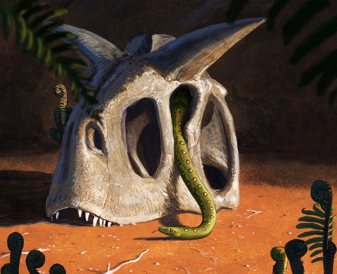 Qua mặt khủng long và thiên thạch hơn 60 triệu năm trước, loài rắn vẫn sống đến ngày nay như thế nào? - Ảnh 1.