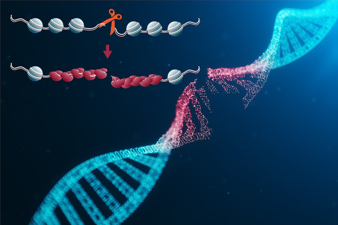 Suy nghĩ quá nhanh gây đứt gãy DNA trong não bộ, hậu quả của nó là gì? - Ảnh 1.