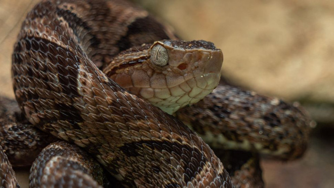 10 loài rắn nguy hiểm nhất thế giới, nếu có gặp phải né luôn và ngay - Ảnh 3.