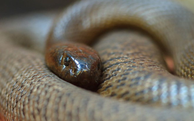 10 loài rắn nguy hiểm nhất thế giới, nếu có gặp phải né luôn và ngay - Ảnh 16.