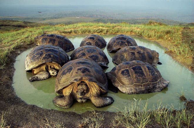 Quần đảo Galapagos: Thế giới thời tiền sử ở Thái Bình Dương! - Ảnh 4.