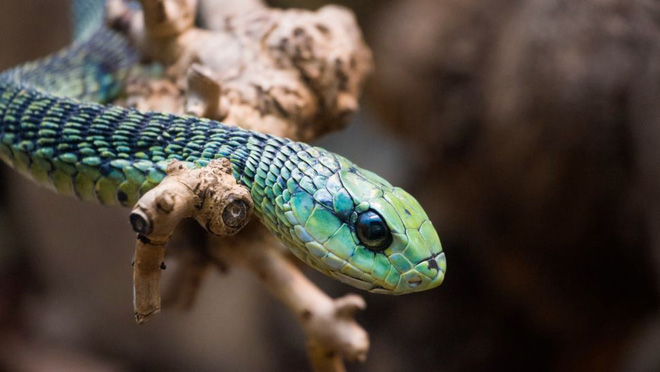 10 loài rắn nguy hiểm nhất thế giới, nếu có gặp phải né luôn và ngay - Ảnh 4.