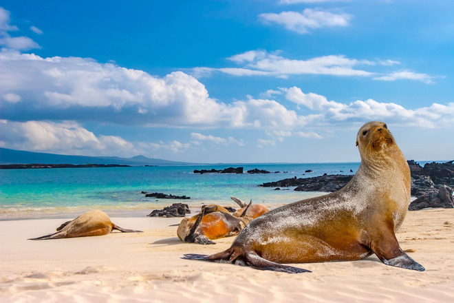 Quần đảo Galapagos: Thế giới thời tiền sử ở Thái Bình Dương! - Ảnh 6.