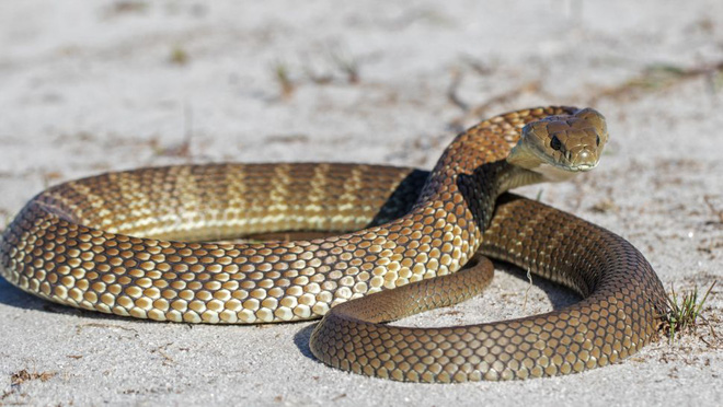 10 loài rắn nguy hiểm nhất thế giới, nếu có gặp thì phải né luôn và ngay - Ảnh 5.