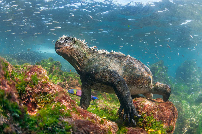 Quần đảo Galapagos: Thế giới thời tiền sử ở Thái Bình Dương! - Ảnh 7.