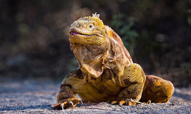 Quần đảo Galapagos: Thế giới thời tiền sử ở Thái Bình Dương! - Ảnh 9.