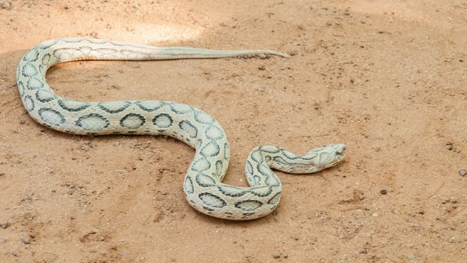 10 loài rắn nguy hiểm nhất thế giới, nếu có gặp phải né luôn và ngay - Ảnh 8.
