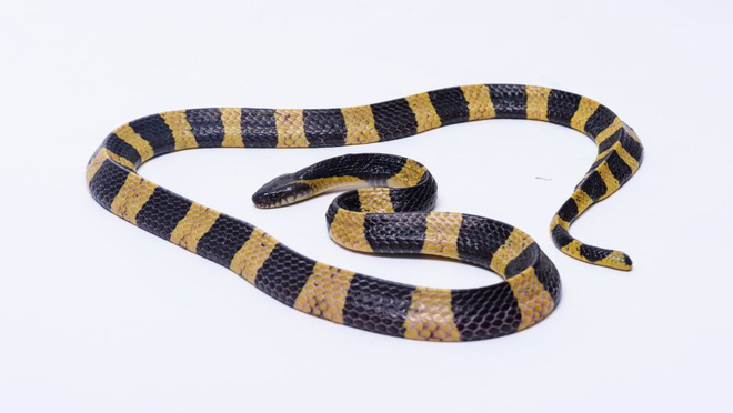 10 loài rắn nguy hiểm nhất thế giới, nếu có gặp phải né luôn và ngay - Ảnh 12.