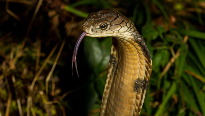 10 loài rắn nguy hiểm nhất thế giới, nếu có gặp phải né luôn và ngay - Ảnh 13.