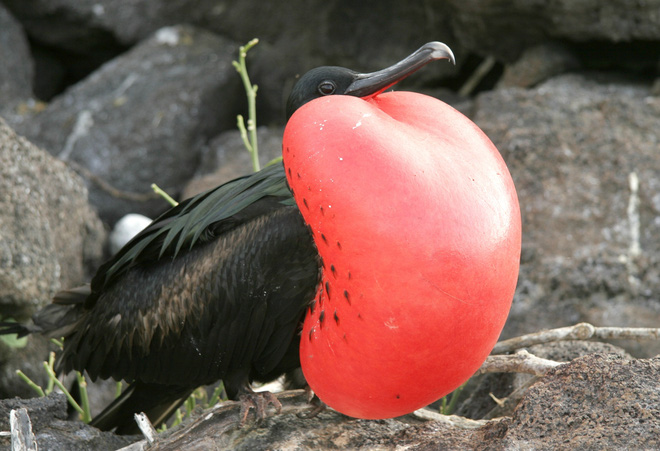 Quần đảo Galapagos: Thế giới thời tiền sử ở Thái Bình Dương! - Ảnh 13.